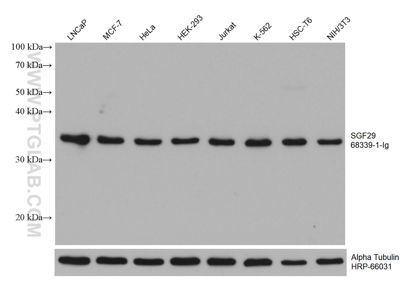 Western Blot (WB) analysis of various lysates using SGF29 Monoclonal antibody (68339-1-Ig)
