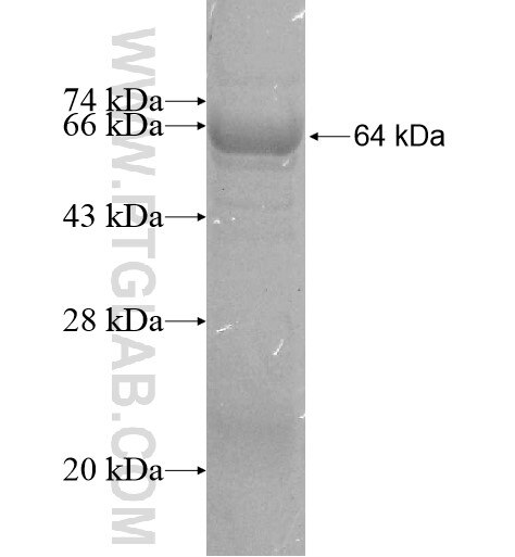 SGIP1 fusion protein Ag10437 SDS-PAGE