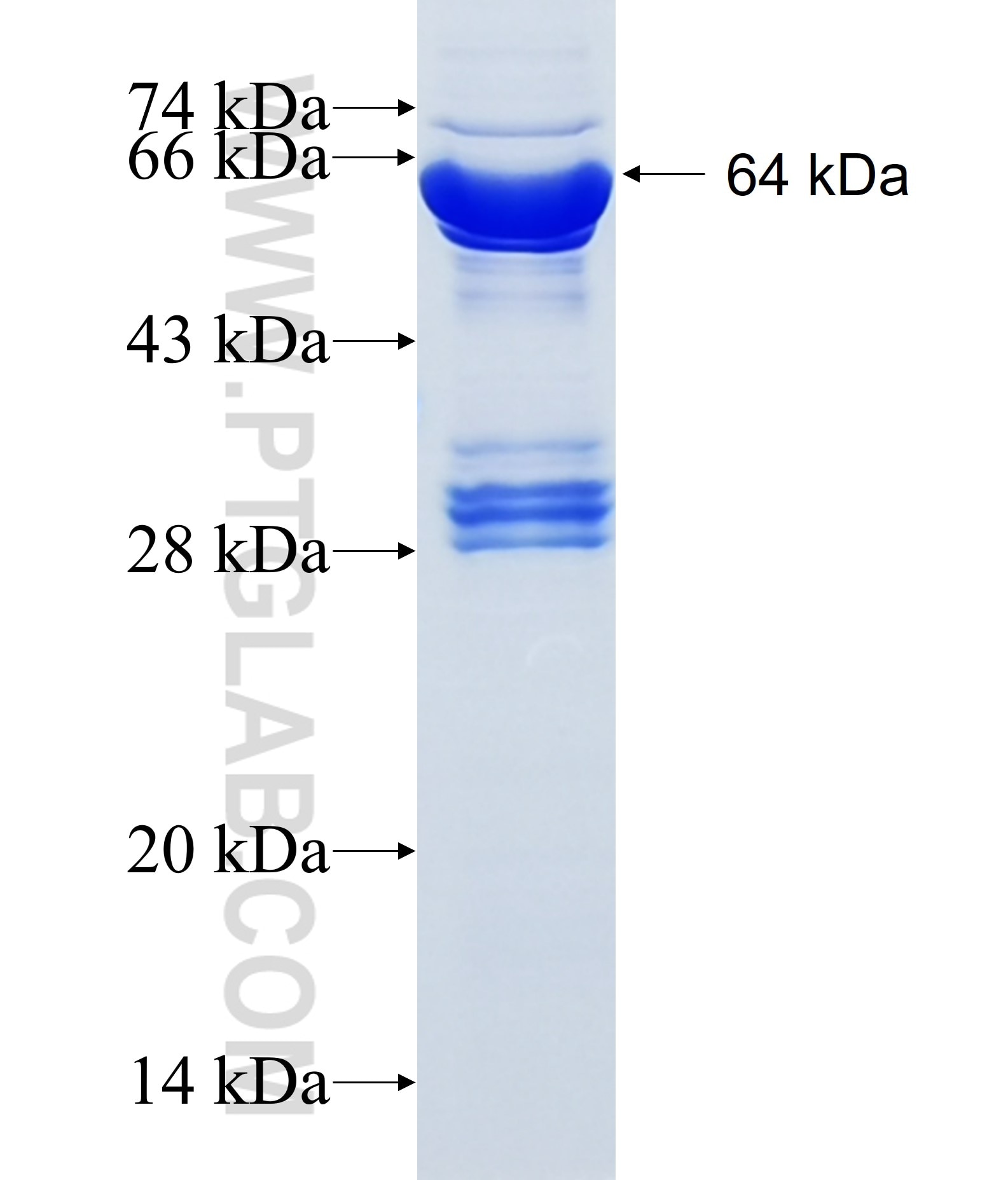 SGIP1 fusion protein Ag10437 SDS-PAGE