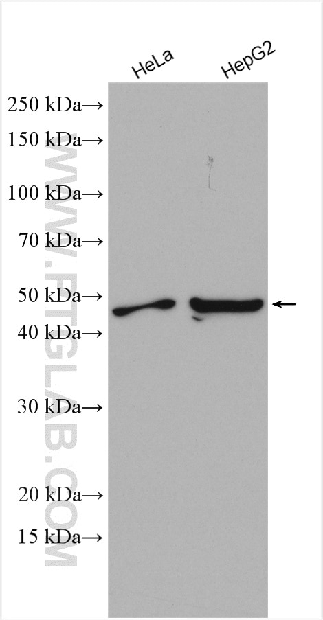 Western Blot (WB) analysis of various lysates using SGK1 Polyclonal antibody (28454-1-AP)