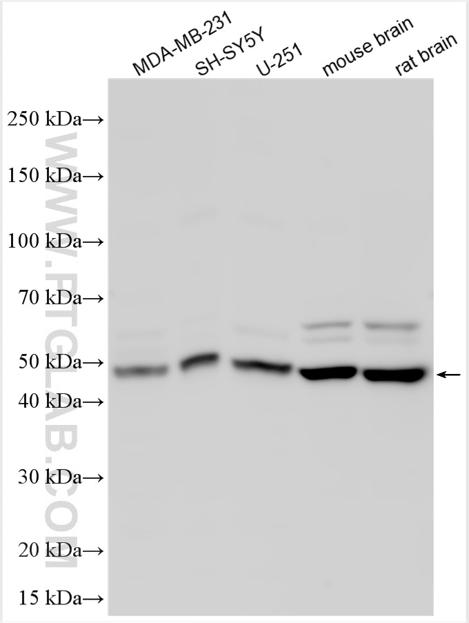Western Blot (WB) analysis of various lysates using SGK196 Polyclonal antibody (27444-1-AP)