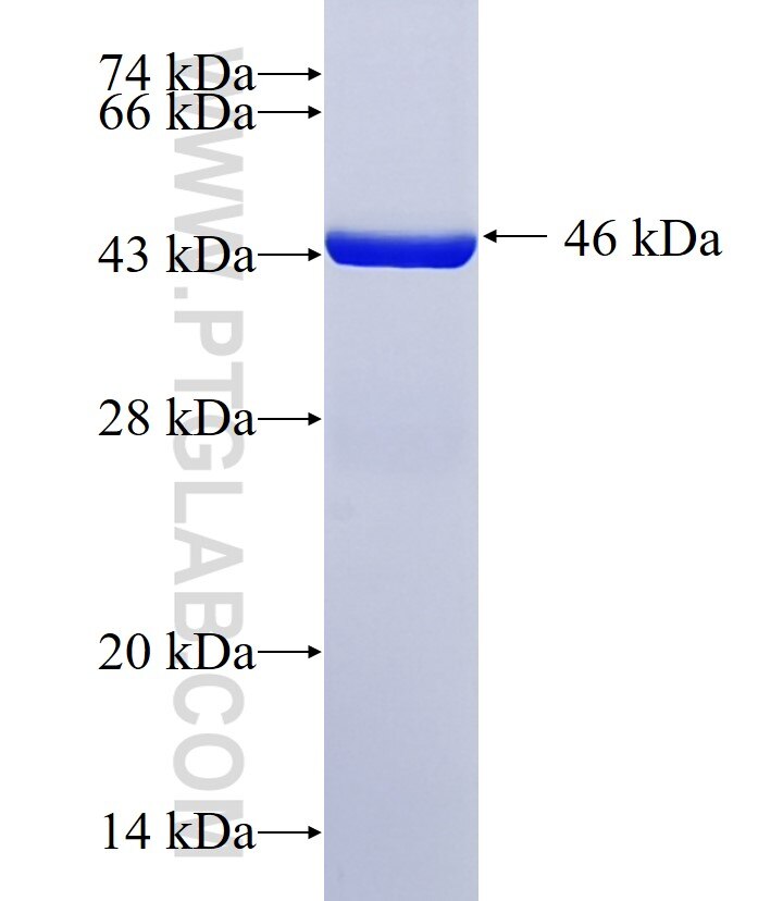 SGK196 fusion protein Ag24922 SDS-PAGE