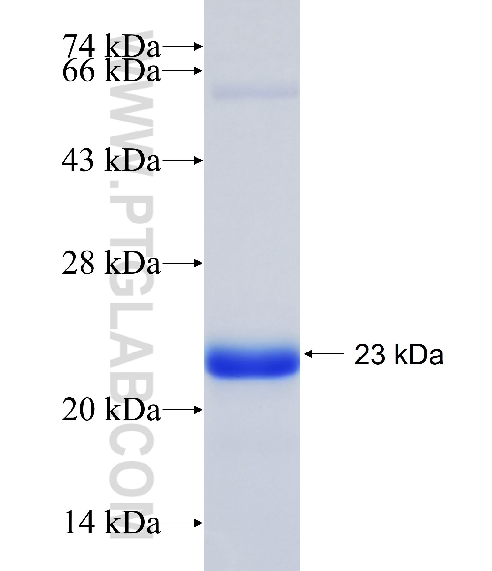 SGK196 fusion protein Ag35250 SDS-PAGE