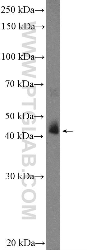 Western Blot (WB) analysis of mouse pancreas tissue using SGK2 Polyclonal antibody (11185-1-AP)
