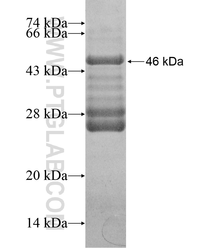 SGK3 fusion protein Ag17308 SDS-PAGE