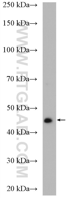 Western Blot (WB) analysis of mouse lung tissue using SGLT2 Polyclonal antibody (24654-1-AP)