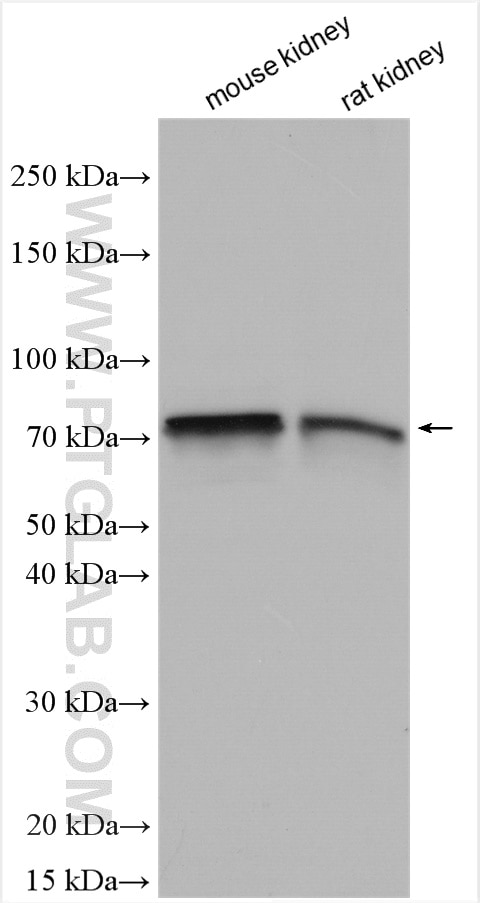 WB analysis using 28683-1-AP