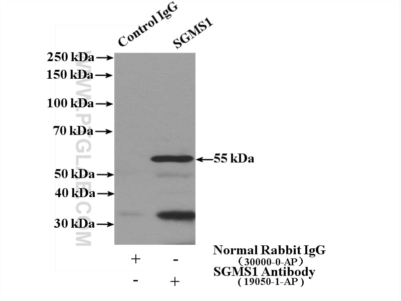 Immunoprecipitation (IP) experiment of mouse heart tissue using SGMS1 Polyclonal antibody (19050-1-AP)