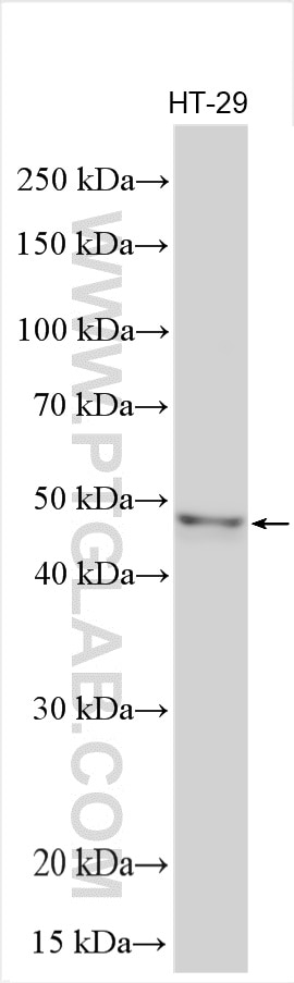 Western Blot (WB) analysis of various lysates using SGMS1 Polyclonal antibody (19050-1-AP)