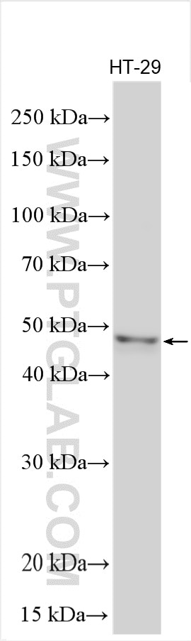 WB analysis using 19050-1-AP