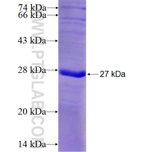 SGMS2 fusion protein Ag6095 SDS-PAGE