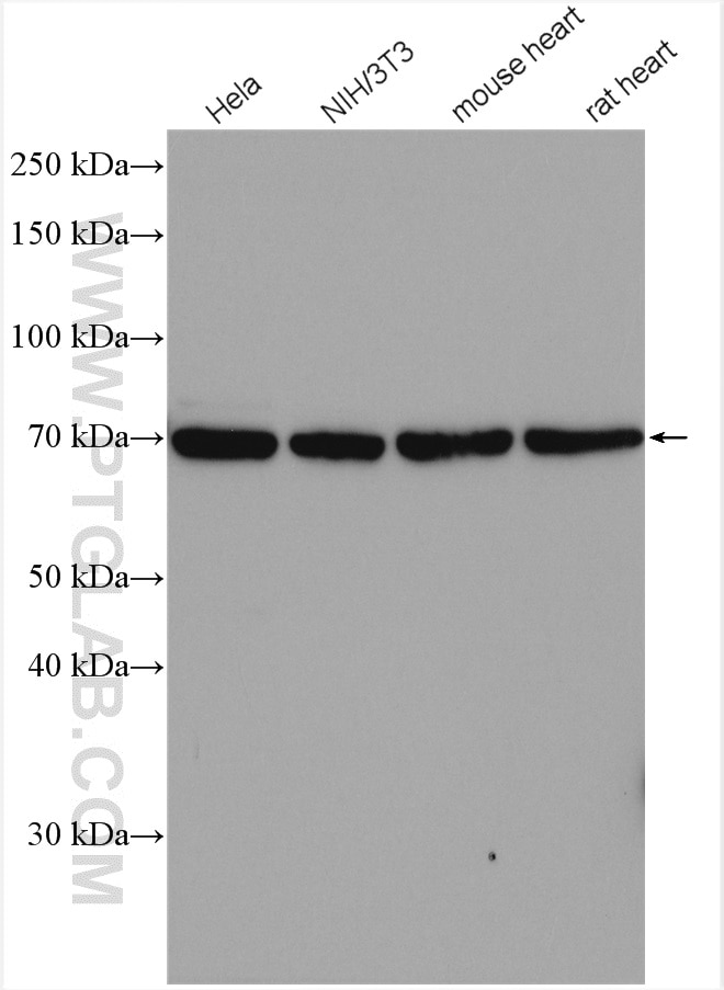 Western Blot (WB) analysis of various lysates using SGOL1 Polyclonal antibody (16977-1-AP)