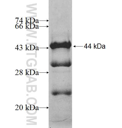 SGOL1 fusion protein Ag9700 SDS-PAGE