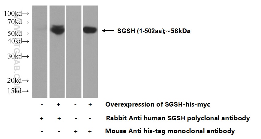 Western Blot (WB) analysis of Transfected HEK-293 cells using SGSH Polyclonal antibody (14184-1-AP)