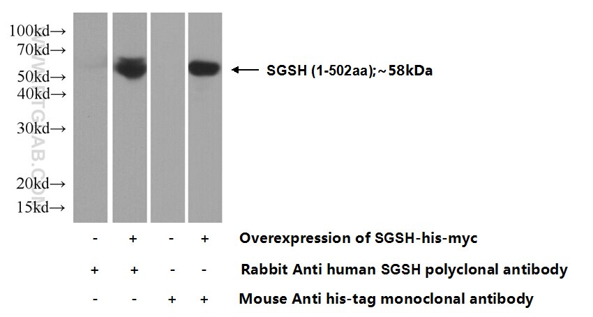 WB analysis of Transfected HEK-293 using 14184-1-AP