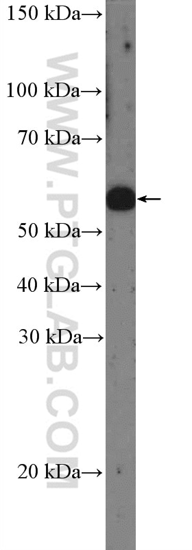 Western Blot (WB) analysis of HEK-293 cells using SGSH Polyclonal antibody (14184-1-AP)