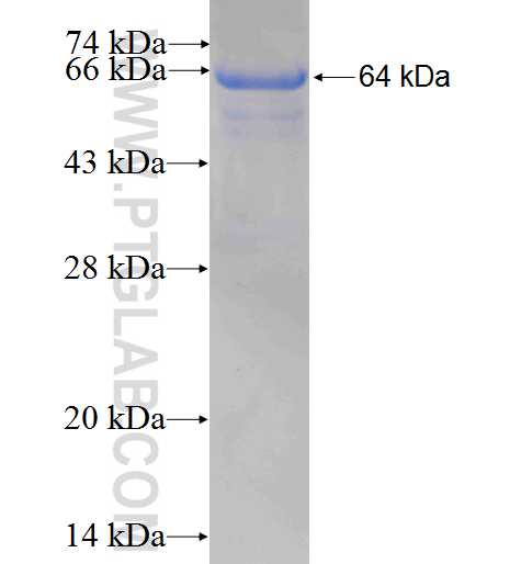 SGSH fusion protein Ag5435 SDS-PAGE