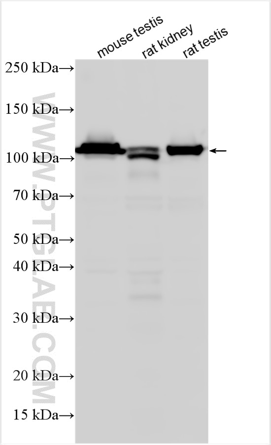 Western Blot (WB) analysis of various lysates using SGSM1 Polyclonal antibody (21395-1-AP)