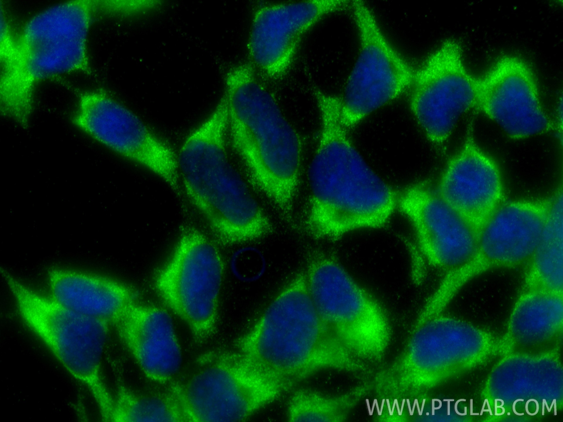 Immunofluorescence (IF) / fluorescent staining of HEK-293 cells using SGSM3 Polyclonal antibody (20825-1-AP)