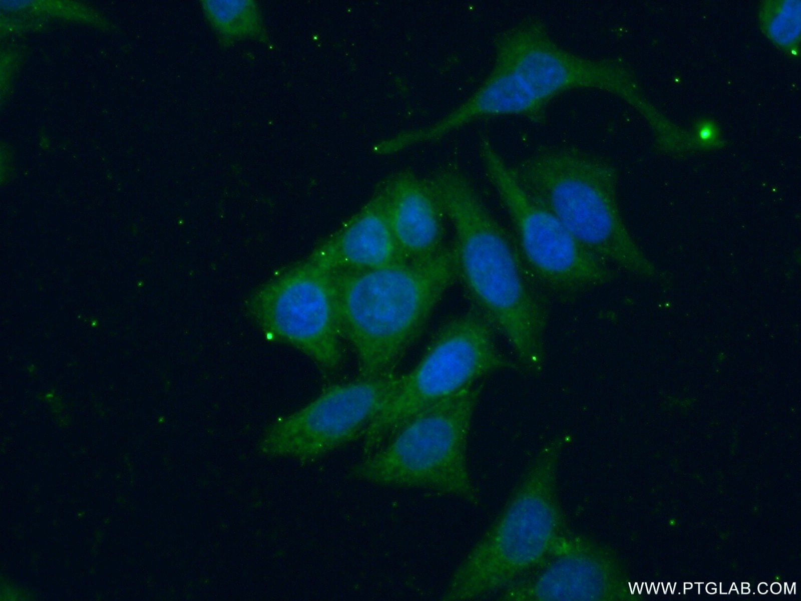 Immunofluorescence (IF) / fluorescent staining of HeLa cells using SGSM3 Polyclonal antibody (20825-1-AP)