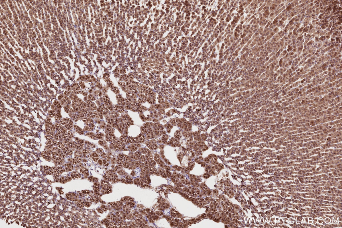 Immunohistochemistry (IHC) staining of rat adrenal gland tissue using SGSM3 Polyclonal antibody (20825-1-AP)