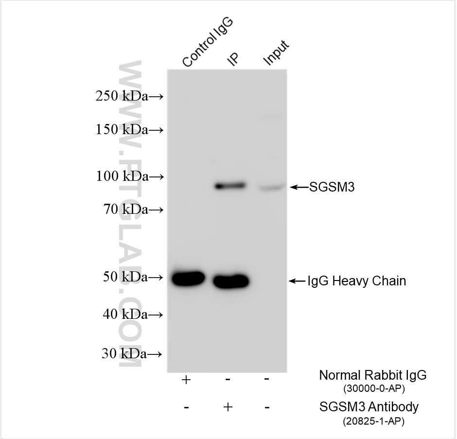 Immunoprecipitation (IP) experiment of mouse brain tissue using SGSM3 Polyclonal antibody (20825-1-AP)