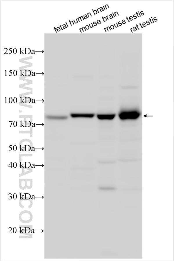 Western Blot (WB) analysis of various lysates using SGSM3 Polyclonal antibody (20825-1-AP)