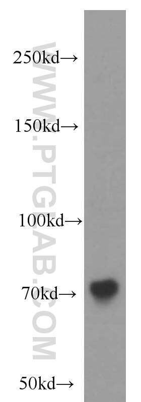 Western Blot (WB) analysis of L02 cells using SGSM3 Polyclonal antibody (20825-1-AP)