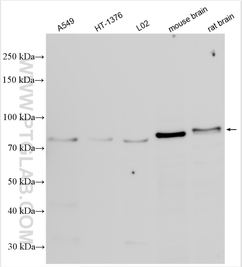 Western Blot (WB) analysis of various lysates using SGSM3 Polyclonal antibody (27147-1-AP)