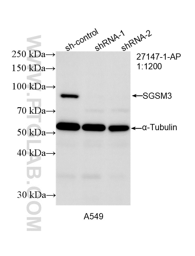 Western Blot (WB) analysis of A549 cells using SGSM3 Polyclonal antibody (27147-1-AP)