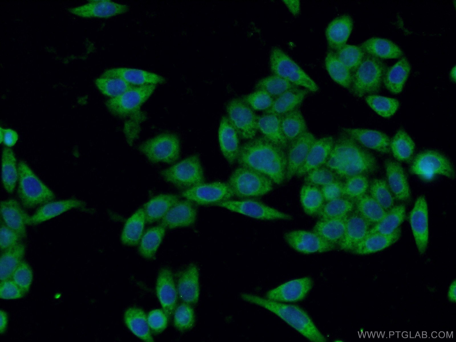 Immunofluorescence (IF) / fluorescent staining of HeLa cells using SGTA Monoclonal antibody (60305-1-Ig)