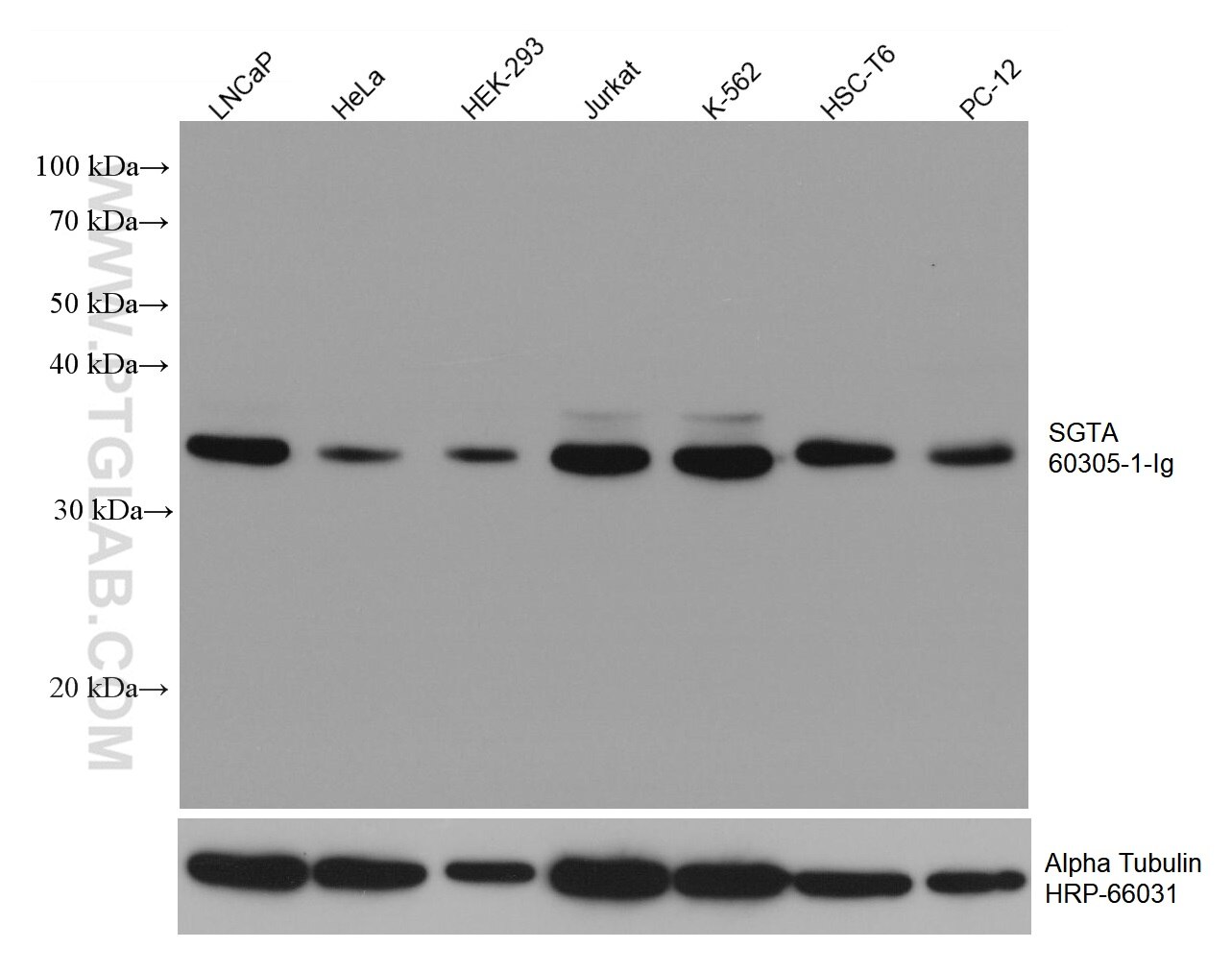 Western Blot (WB) analysis of various lysates using SGTA Monoclonal antibody (60305-1-Ig)
