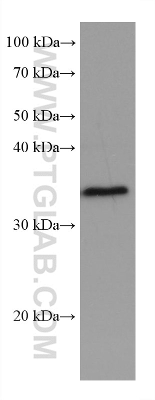 Western Blot (WB) analysis of NIH/3T3 cells using SGTA Monoclonal antibody (60305-1-Ig)