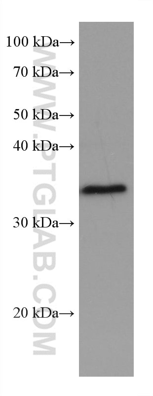 WB analysis of NIH/3T3 using 60305-1-Ig