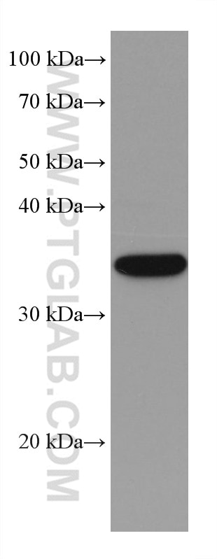 Western Blot (WB) analysis of Neuro-2a cells using SGTA Monoclonal antibody (60305-1-Ig)