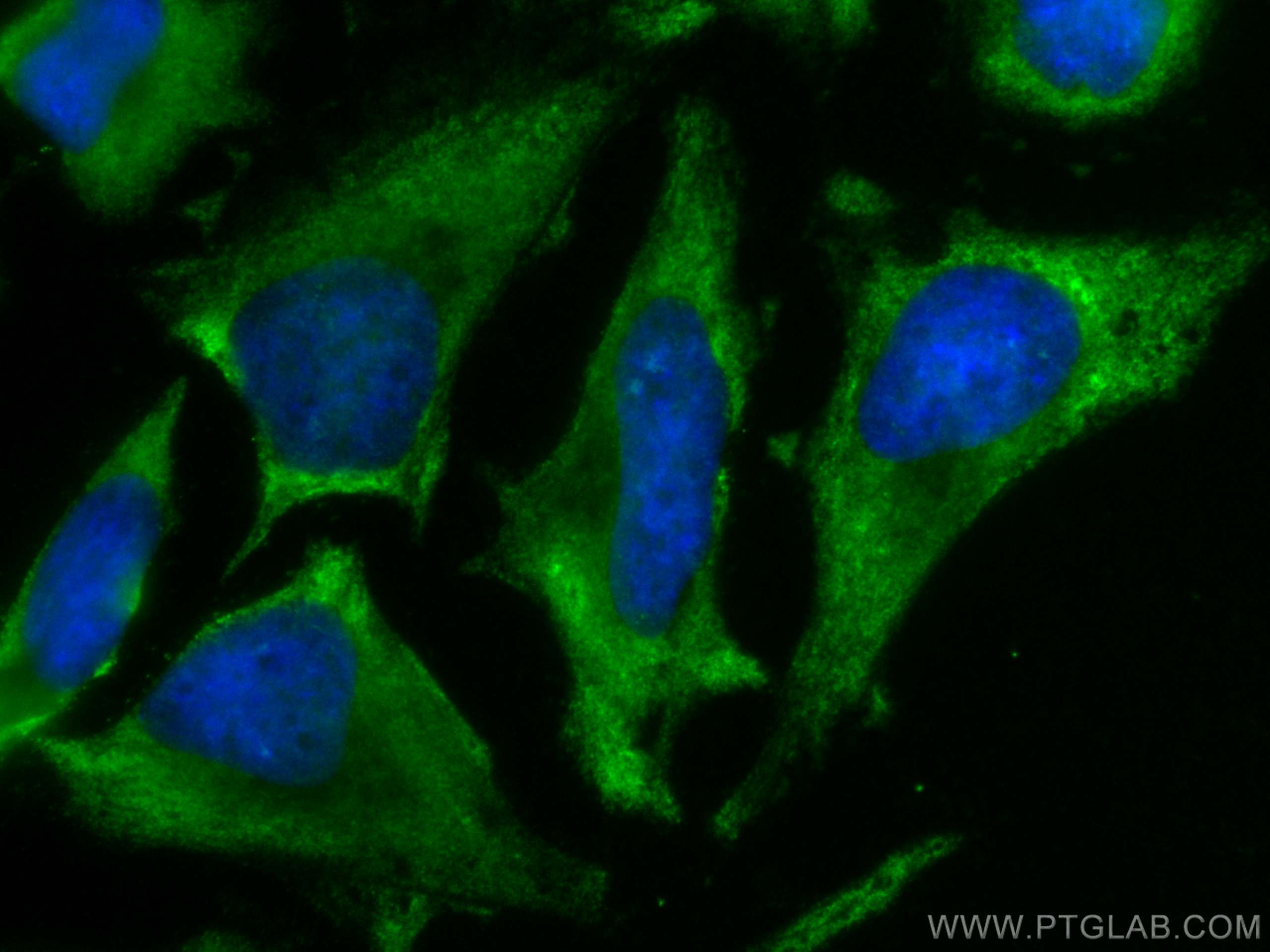 Immunofluorescence (IF) / fluorescent staining of HeLa cells using CoraLite® Plus 488-conjugated SGTA Monoclonal anti (CL488-60305)