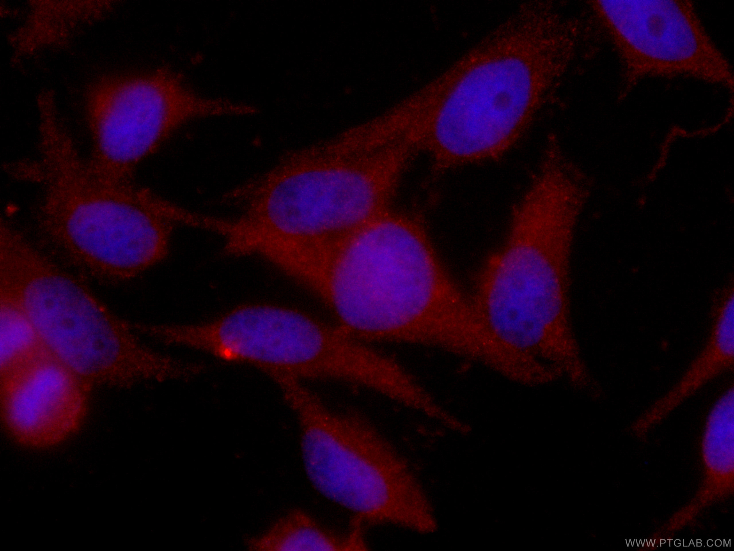 Immunofluorescence (IF) / fluorescent staining of HeLa cells using CoraLite®594-conjugated SGTA Monoclonal antibody (CL594-60305)