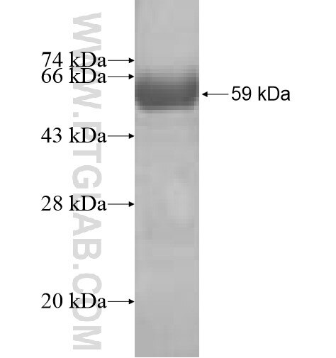 SGTB fusion protein Ag8709 SDS-PAGE