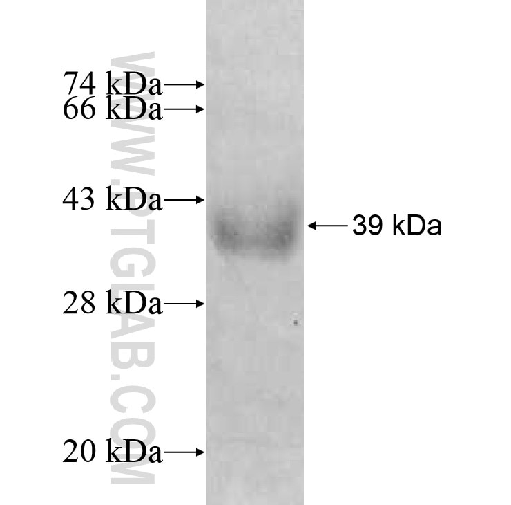SGTB fusion protein Ag8917 SDS-PAGE