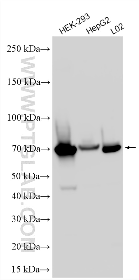 WB analysis using 12226-1-AP Western Blot (WB) analysis of various lysates using SH2B1 Polyclonal antibody (12226-1-AP)
