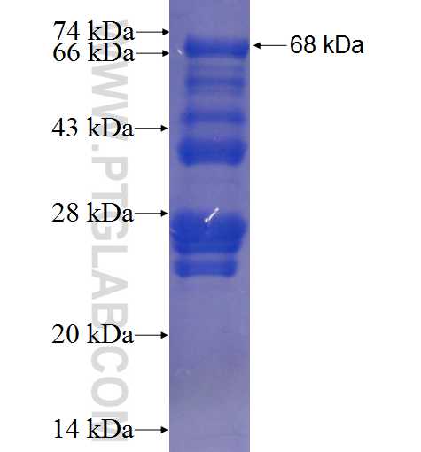 SH2B1 fusion protein Ag2863 SDS-PAGE