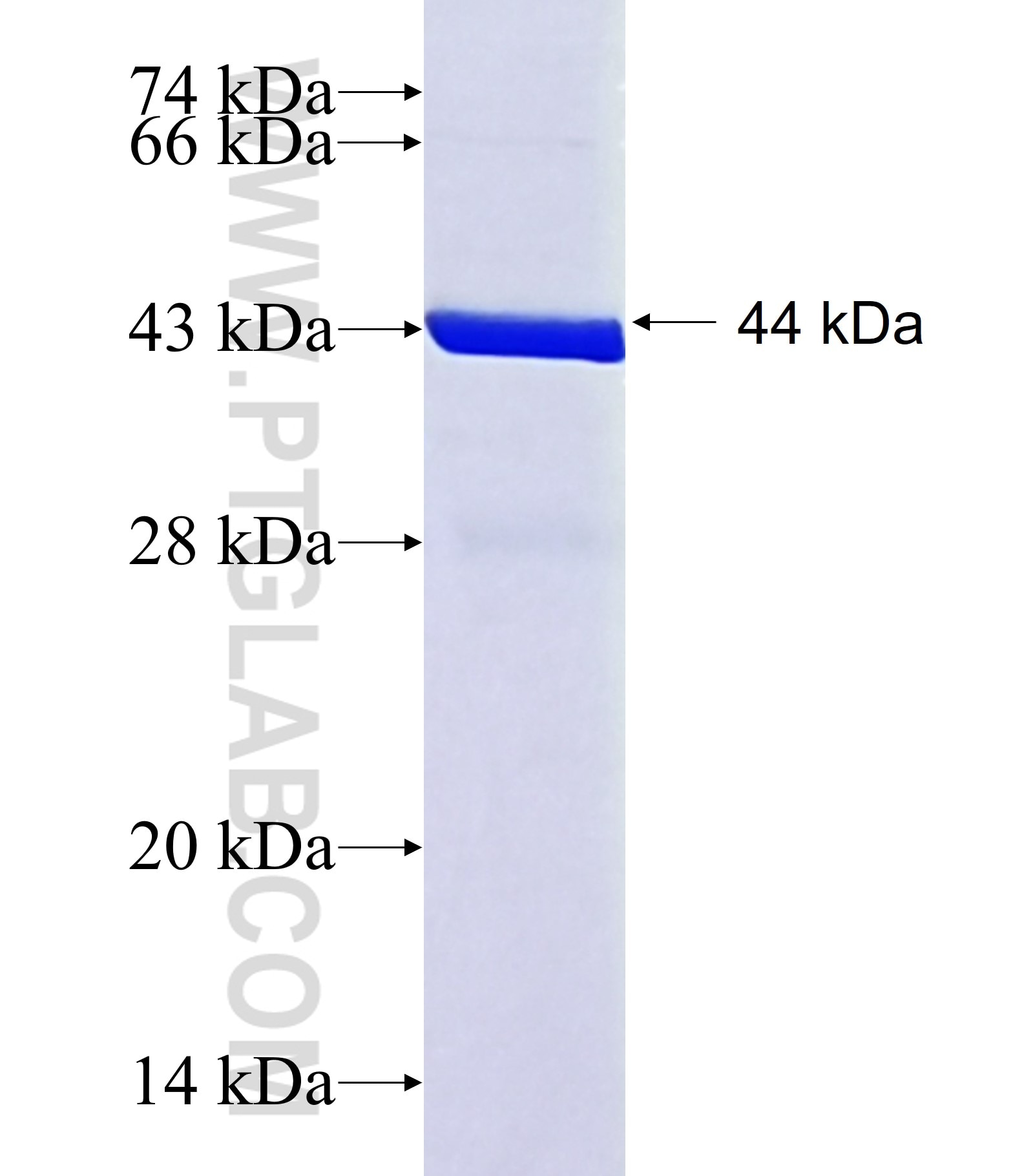 SH2B2 fusion protein Ag40992 SDS-PAGE