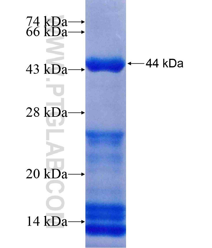 SH2B3 fusion protein Ag17381 SDS-PAGE