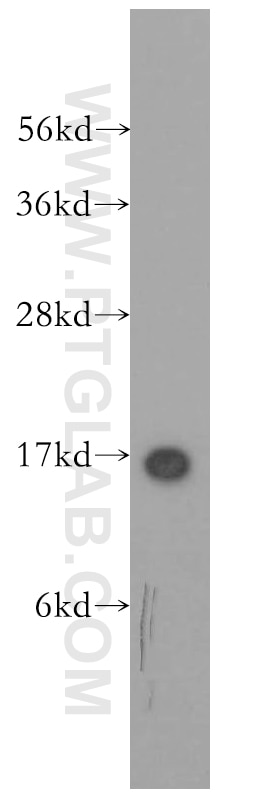 Western Blot (WB) analysis of mouse thymus tissue using SH2D1A Polyclonal antibody (11868-1-AP)