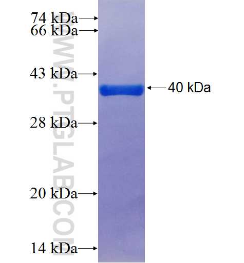 SH2D1A fusion protein Ag2450 SDS-PAGE