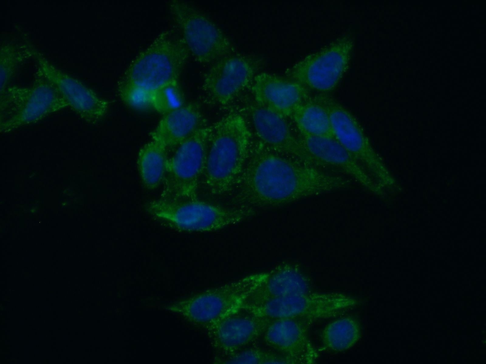 Immunofluorescence (IF) / fluorescent staining of HepG2 cells using SH2D1B Polyclonal antibody (11871-1-AP)