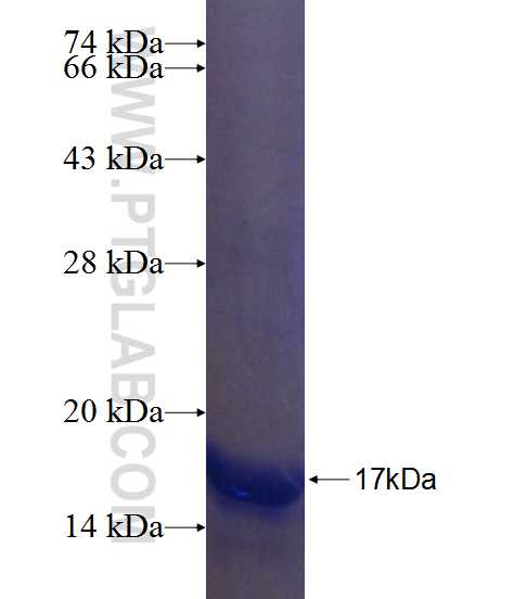 SH2D1B fusion protein Ag24222 SDS-PAGE