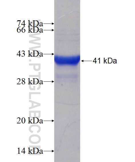 SH2D1B fusion protein Ag2454 SDS-PAGE