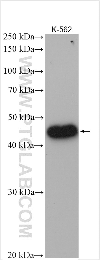 Western Blot (WB) analysis of K-562 cells using SH2D2A Polyclonal antibody (18539-1-AP)