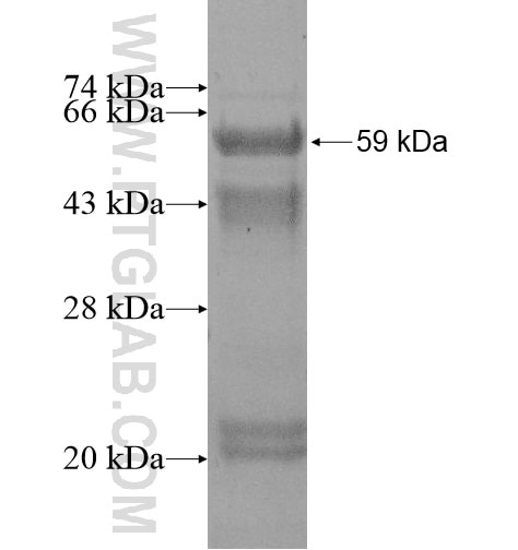 SH2D2A fusion protein Ag13355 SDS-PAGE